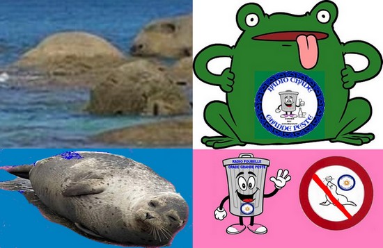 phoques-rochers-crapaud-vert-poubelles-juIilet-2023